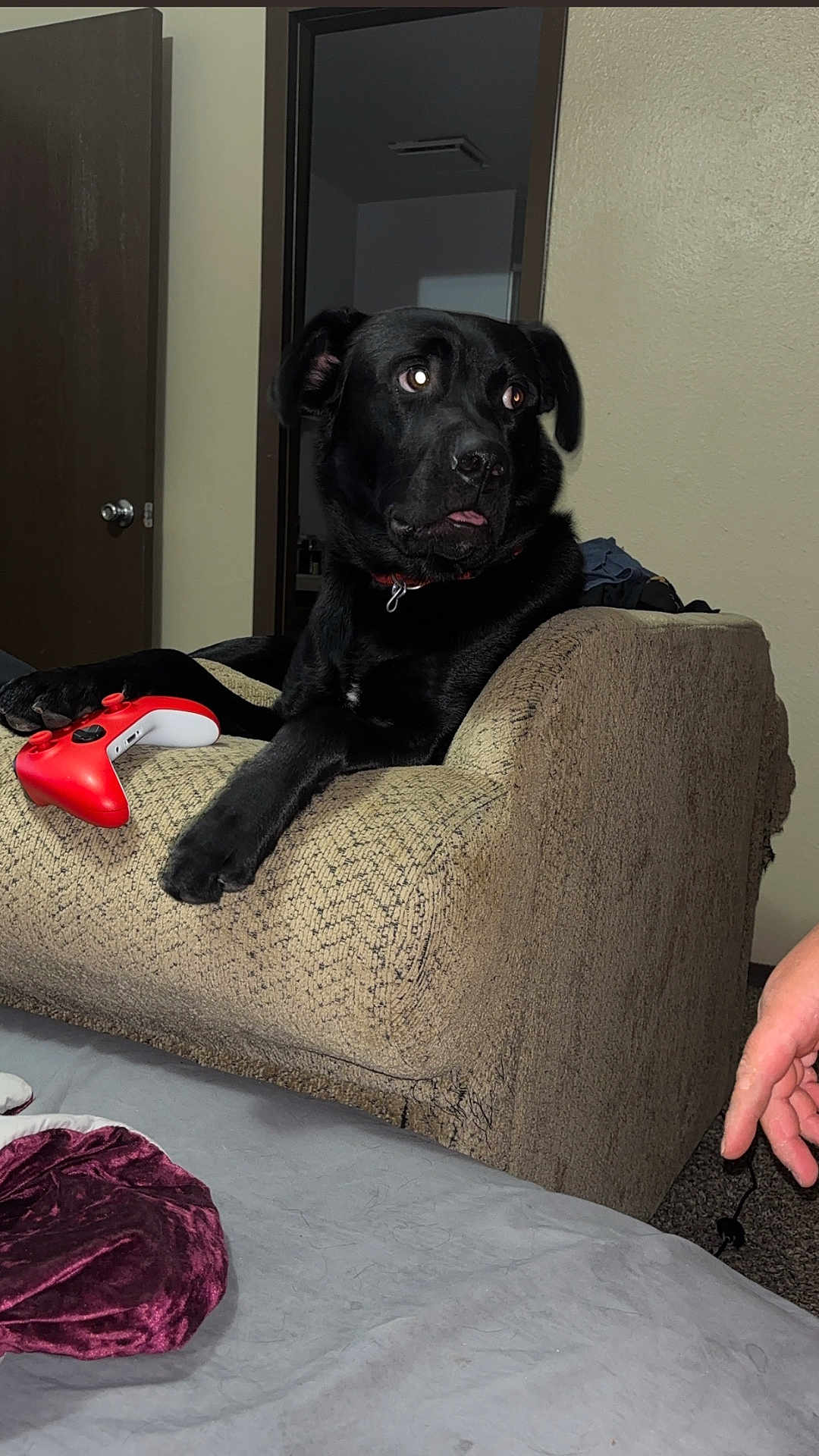 Charlie joined the competition — help win amazing prizes! dog, black_dog, pet, indoor, armrest, controller, gaming, living_room, furniture, door, carpet, human_hand, curious, relaxed, paw, collar, red, white, beige, candid