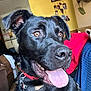 Charlie joined the competition — help win amazing prizes! dog, black_dog, tongue_out, indoor, living_room, collar, harness, pet, canine, happy, closeup, brown_eyes, furniture, blanket, photo_wall, couch, domestic_animal, house, mammal, animal