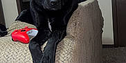 Charlie joined the competition — help win amazing prizes! dog, black_dog, couch, controller, indoor, pet, animal, carpet, door, living_room, furniture, relaxed, looking, paw, game_controller, red_controller, neutral_wall, household, companion, alert