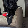 dog, black_dog, couch, controller, indoor, pet, animal, carpet, door, living_room, furniture, relaxed, looking, paw, game_controller, red_controller, neutral_wall, household, companion, alert