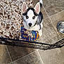 Lola joined the competition — help win amazing prizes! husky, puppy, dog, blue_eyes, toy, rope_toy, blanket, tile_floor, water_bowl, gate, pet, indoor, curious, looking_up, footwear, sandal, black_and_white_fur, pet_care, home, young_dog