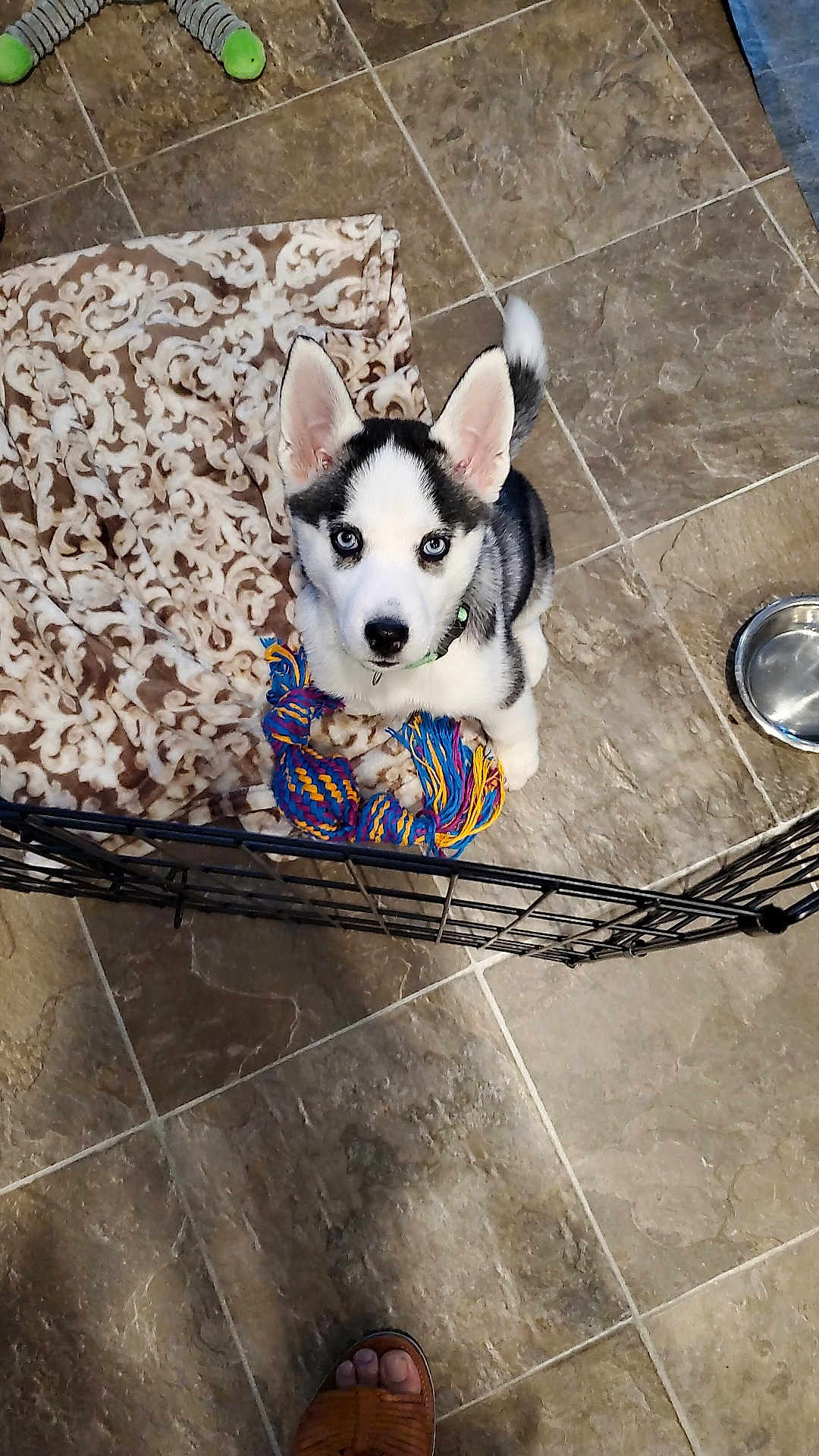 Lola joined the competition — help win amazing prizes! husky, puppy, dog, blue_eyes, toy, rope_toy, blanket, tile_floor, water_bowl, gate, pet, indoor, curious, looking_up, footwear, sandal, black_and_white_fur, pet_care, home, young_dog