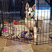 Lola is registered to the contest to win money with this photo: puppy, husky, dog, playpen, toy, blanket, floor, tile, indoor, pet, collar, furniture, table, chair, curious, sitting, young, domestic, animal, home