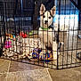 puppy, husky, dog, playpen, toy, blanket, floor, tile, indoor, pet, collar, furniture, table, chair, curious, sitting, young, domestic, animal, home