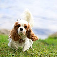 Vicky participe au concours pour gagner de l'argent avec cette photo : dog, cavalier_king_charles_spaniel, grass, outdoor, water, pet, animal, walking, ears, tail, fluffy, nature, mammal, canine, cute, portrait, daylight, green, white, brown