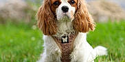 Vicky participe au concours pour gagner de l'argent avec cette photo : dog, cavalier_king_charles_spaniel, grass, outdoor, pet, animal, canine, brown_ears, white_fur, harness, nature, portrait, sitting, cute, fluffy, fur, ears, green, blurred_background, animal_portrait