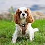 dog, cavalier_king_charles_spaniel, grass, outdoor, pet, animal, canine, brown_ears, white_fur, harness, nature, portrait, sitting, cute, fluffy, fur, ears, green, blurred_background, animal_portrait