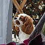 Vicky a rejoint le concours — aidez-le/la à gagner de superbes lots ! dog, cavalier_king_charles_spaniel, pet, window, wooden_lattice, leafy_background, indoors, blanket, fur, profile, looking_out, cozy, animal, companion, cute, ears, snout, white, brown, fur_texture
