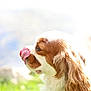 Vicky a rejoint le concours — aidez-le/la à gagner de superbes lots ! dog, pet, animal, tongue, licking, outdoor, sunlight, brown, white, fur, cute, side_profile, ears, nature, blurred_background, closeup, muzzle, canine, happy, daylight