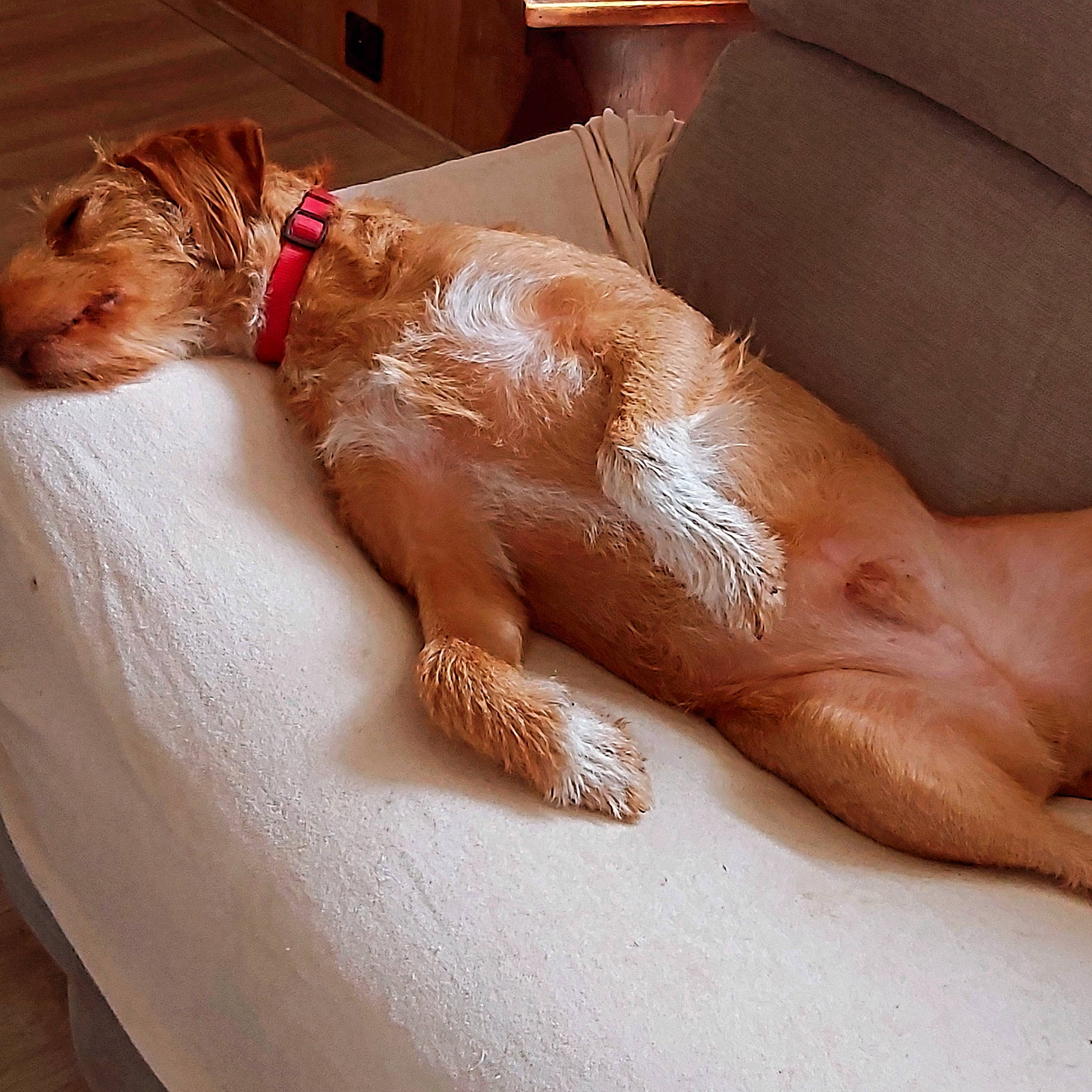 Diego a rejoint le concours — aidez-le/la à gagner de superbes lots ! arm, barefoot, calf, carnivore, comfort, companion_dog, dress, finger, flooring, foot, gesture, hand, human_body, human_leg, knee, leg, liver, nail, thigh, wrist