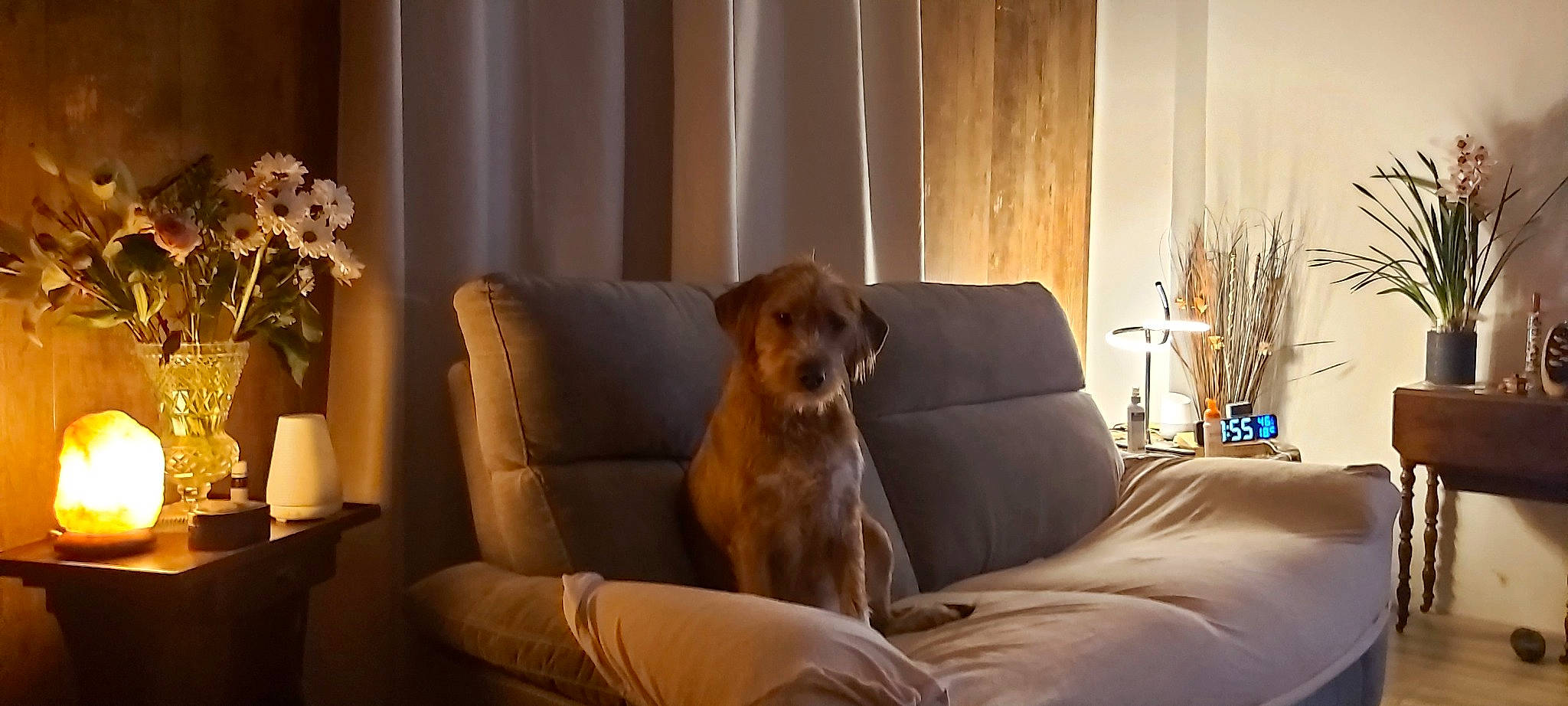 Diego participe au concours pour gagner de l'argent avec cette photo : brown, building, carnivore, comfort, companion_dog, couch, curtain, dog, dog_breed, event, fawn, flooring, hardwood, houseplant, liver, living_room, plant, room, studio_couch, wood