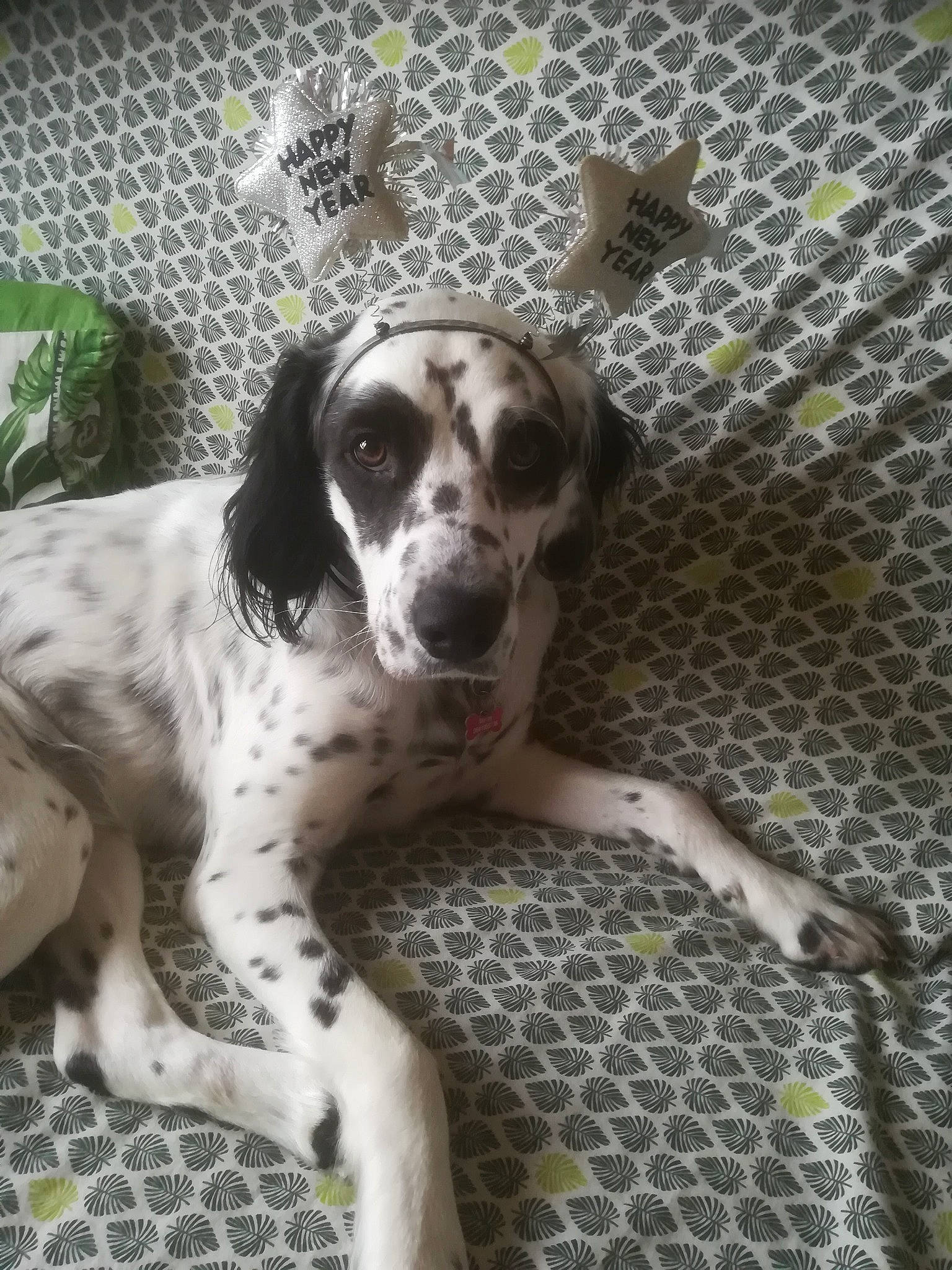 Marley a rejoint le concours — aidez-le/la à gagner de superbes lots ! braque_dauvergne, canidae, carnivore, companion_dog, dalmatian, dog, dog_breed, dog_supply, fawn, foot, fur, mesh, non_sporting_group, pattern, paw, plant, puppy, sporting_group, terrestrial_animal, working_animal