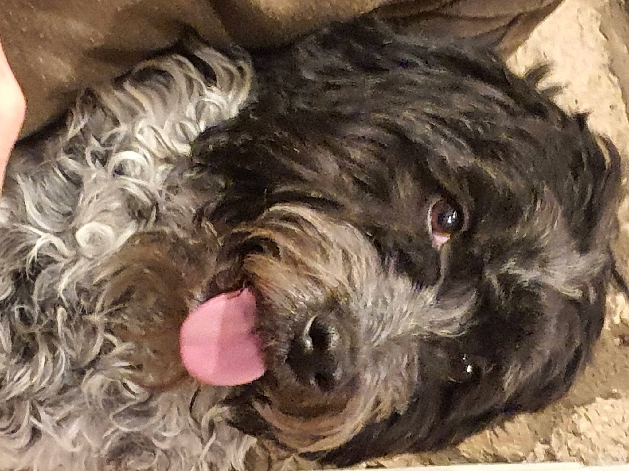 Fidgy participe au concours pour gagner de l'argent avec cette photo : carnivore, cockapoo, companion_dog, dog, dog_breed, dog_collar, dog_supply, fur, goldendoodle, labradoodle, liver, schnauzer, small_terrier, snout, sporting_group, terrier, toy_dog, water_dog, working_animal, yorkipoo