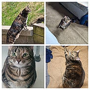 Ms. Pretti is registered to the contest to win money with this photo: cat, tabby_cat, pet, animal, collage, four_panel, indoor, outdoor, carpet, blanket, grass, sofa, close_up, portrait, green_eyes, whiskers, fur, paws, curious, relaxed