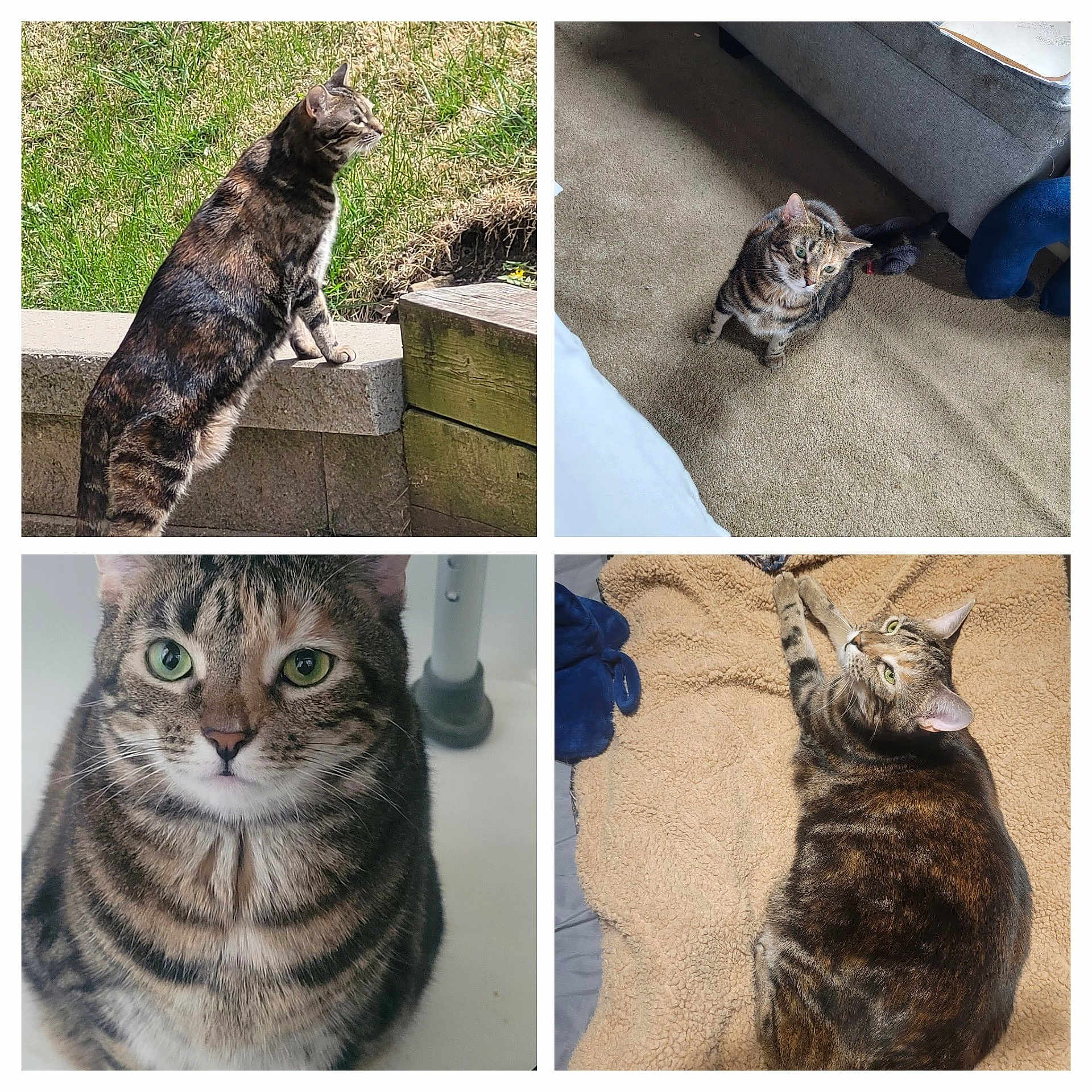 Ms. Pretti is registered to the contest to win money with this photo: cat, tabby_cat, pet, animal, collage, four_panel, indoor, outdoor, carpet, blanket, grass, sofa, close_up, portrait, green_eyes, whiskers, fur, paws, curious, relaxed