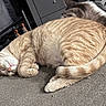 animal, carpet, cat, cozy, cute, domestic, feline, fur, ginger_tabby, grey_tabby, home, indoor, nap, paw, pet, relaxed, resting, sleeping, tail, whiskers