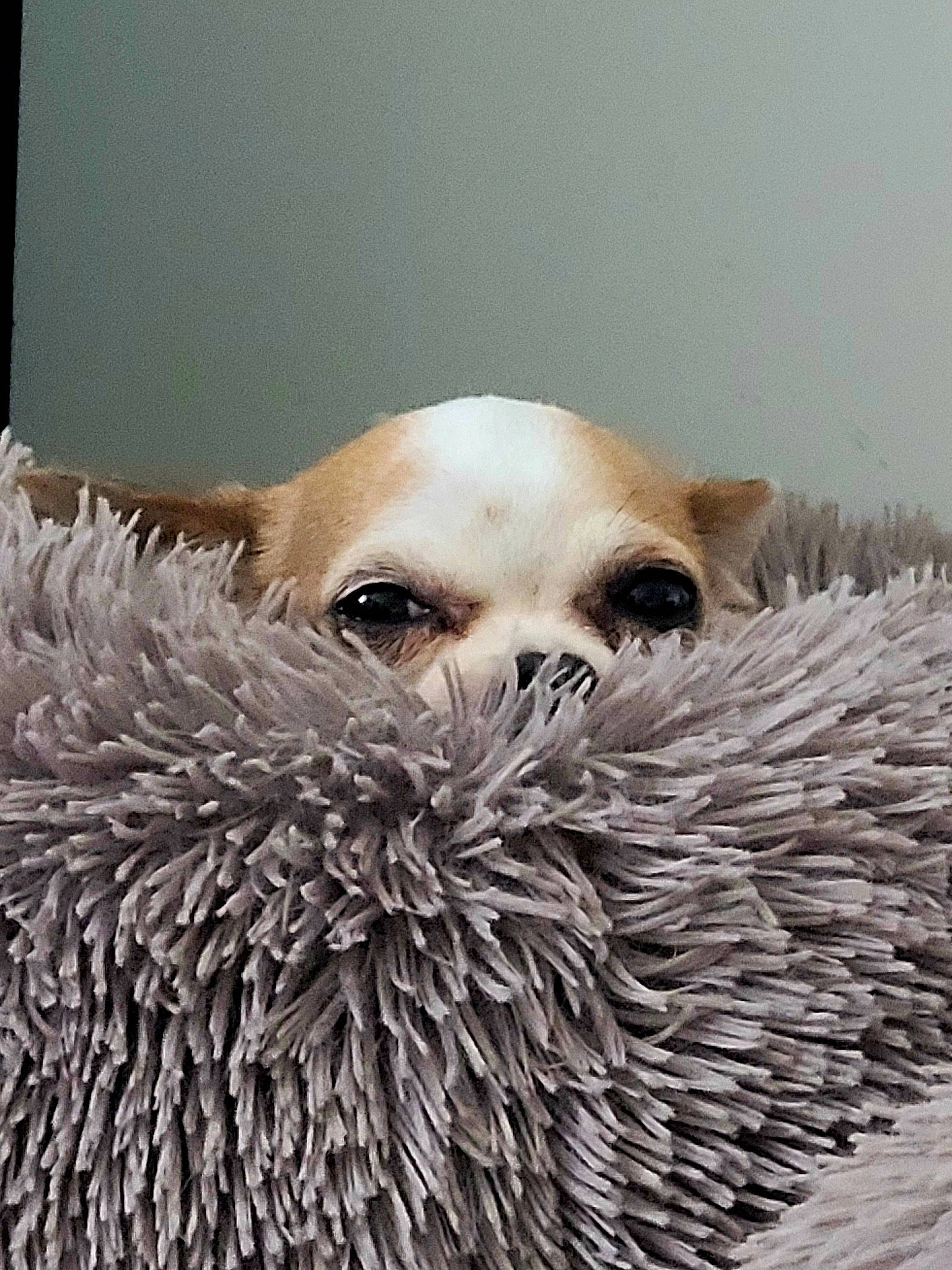 Kinder participe au concours pour gagner de l'argent avec cette photo : carnivore, close_up, domesticated_hedgehog, eyelash, fawn, fur, hedgehog, metal, porcupine, snout, terrestrial_animal, whiskers, wildlife