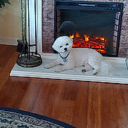 Beau is registered to the contest to win money with this photo: animal, architecture, building, canine, couch, dog, fireplace, furniture, hardwood, hearth, homedecor, indoors, interiordesign, livingroom, pet, puppy, room, rug, table, wood