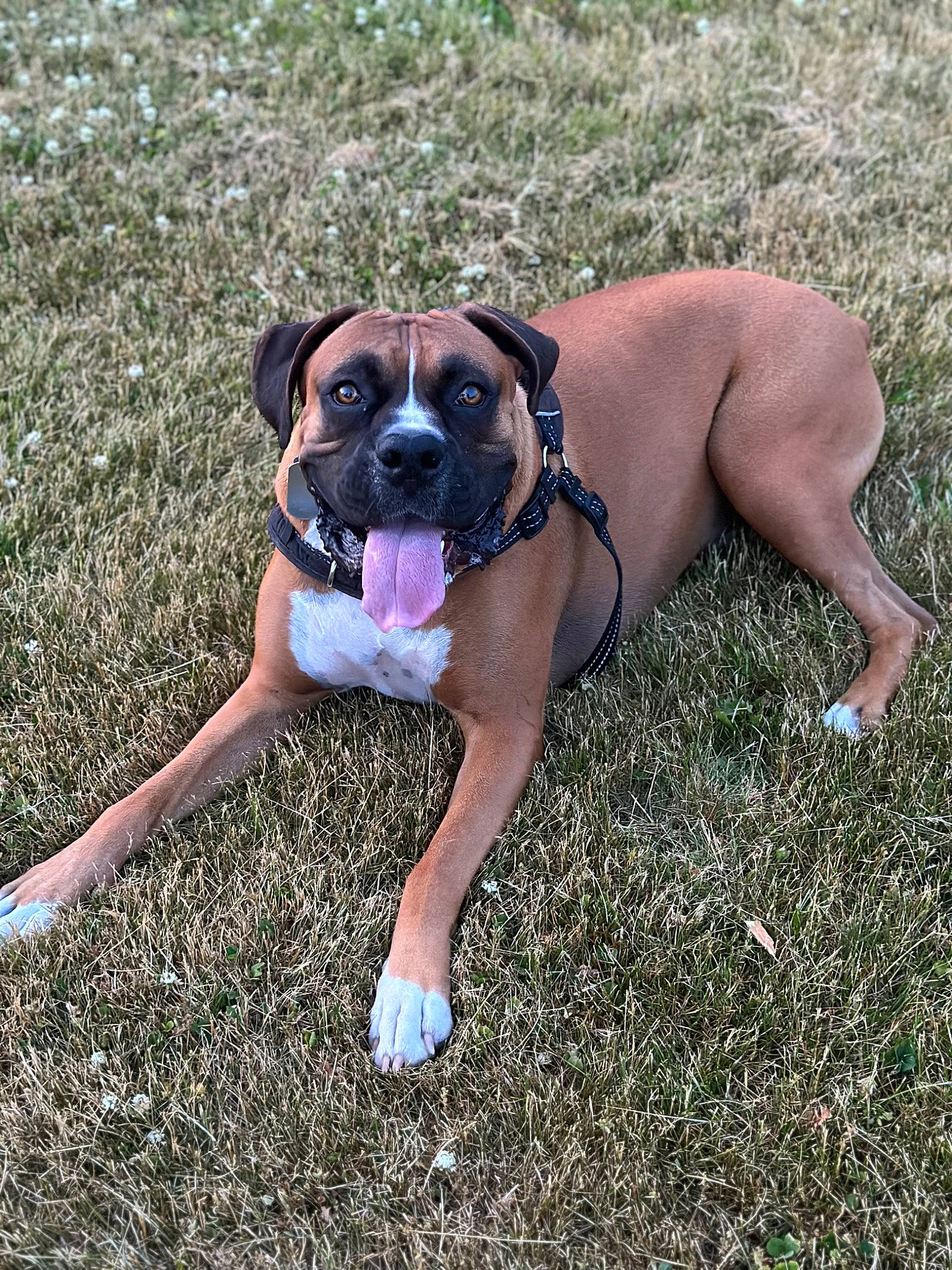 Oakley joined the competition — help win amazing prizes! boxer, canidae, carnivore, collar, companion_dog, dog, dog_breed, dog_collar, dog_supply, fawn, grass, non_sporting_group, paw, plant, snout, sporting_group, tail, working_animal, working_dog, wrinkle