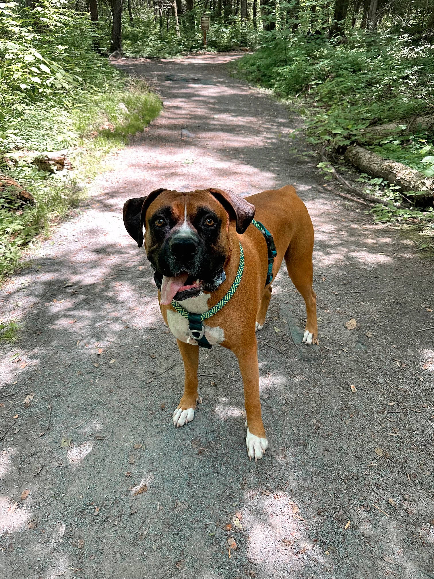 Oakley joined the competition — help win amazing prizes! boxer, canidae, carnivore, collar, companion_dog, dog, dog_breed, dog_collar, dog_supply, fawn, grass, non_sporting_group, pet_supply, plant, road_surface, sporting_group, tail, tree, working_animal, working_dog