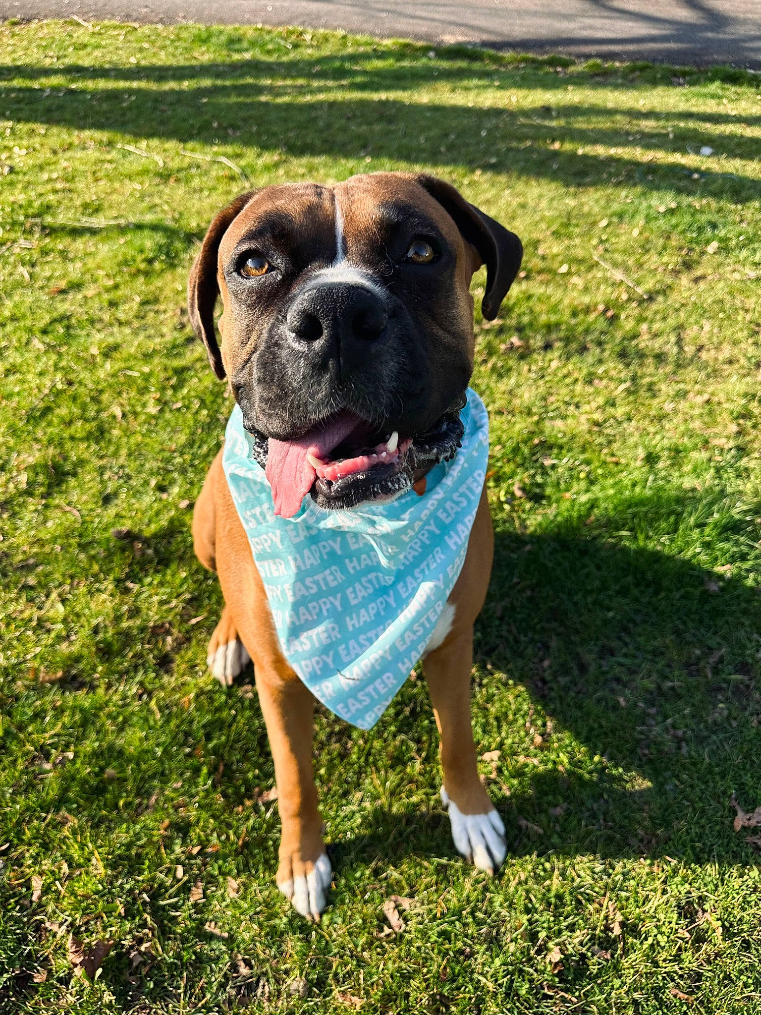 Oakley is registered to the contest to win money with this photo: boxer, canidae, carnivore, collar, companion_dog, dog, dog_breed, dog_collar, dog_supply, electric_blue, fawn, grass, grassland, groundcover, pet_supply, plant, snout, sporting_group, working_animal, working_dog