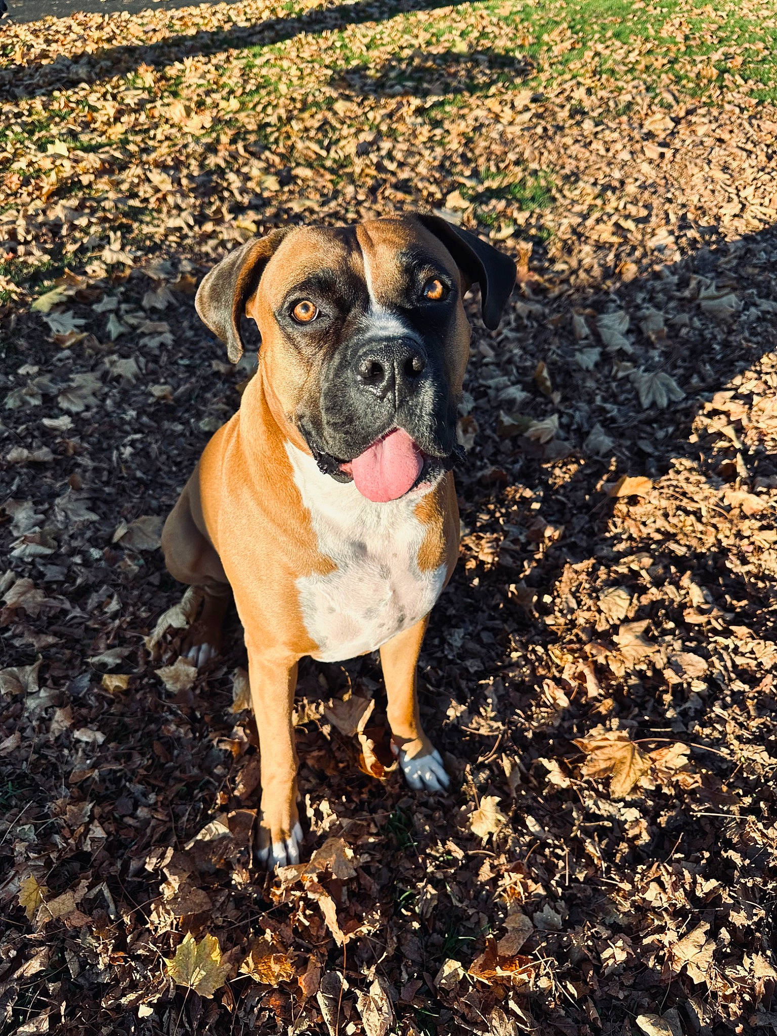 Oakley is registered to the contest to win money with this photo: art, boxer, canidae, carnivore, companion_dog, dog, dog_breed, fawn, grass, landscape, molosser, painting, plant, snout, soil, sporting_group, whiskers, working_animal, working_dog, wrinkle