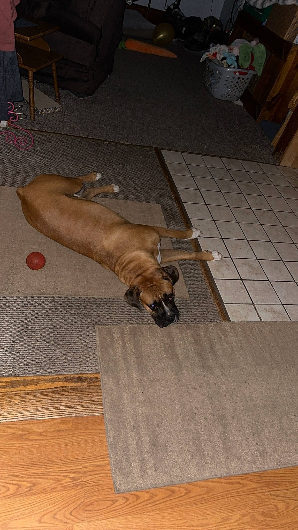 Oakley is registered to the contest to win money with this photo: brown, carnivore, comfort, companion_dog, dog, dog_breed, fawn, felidae, floor, flooring, hardwood, human_leg, laminate_flooring, liver, plywood, tail, whiskers, wood, wood_stain, working_animal