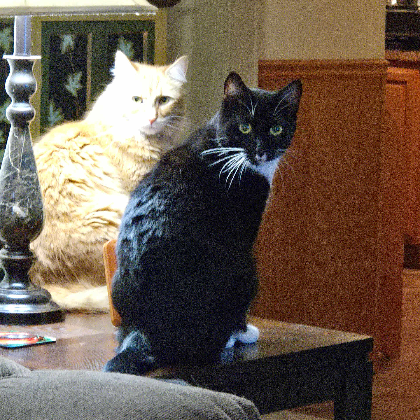 Simba And Felix is registered to the contest to win money with this photo: black_and_white_cat, cat, cozy, curious, domestic_animal, fur, furniture, green_eyes, home_decor, indoor, lamp, living_room, orange_cat, pet, quiet, relaxed, sitting, table, whiskers, wood