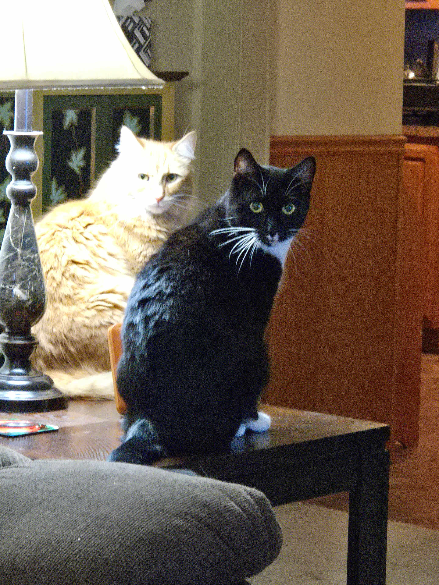 Simba And Felix is registered to the contest to win money with this photo: black_and_white_cat, cat, cozy, curious, domestic_animal, fur, furniture, green_eyes, home_decor, indoor, lamp, living_room, orange_cat, pet, quiet, relaxed, sitting, table, whiskers, wood