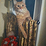 Simba is registered to the contest to win money with this photo: cat, orange_cat, feline, pet, animal, portrait, wide_eyed, whiskers, ears, paws, sitting, curtain, floral, fabric, window, indoors, home, flowers, red_flowers, cozy