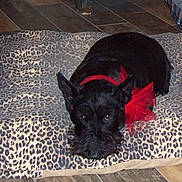 Shortie is registered to the contest to win money with this photo: dog, black_dog, leopard_print, cushion, red_bow, pet, indoor, flooring, tile_floor, plush_toy, furniture, decor, resting, cute, animal, companion, collar, home, cozy, relaxed