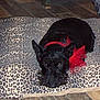 dog, black_dog, leopard_print, cushion, red_bow, pet, indoor, flooring, tile_floor, plush_toy, furniture, decor, resting, cute, animal, companion, collar, home, cozy, relaxed