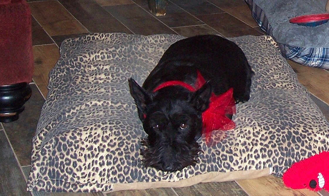 Shortie is registered to the contest to win money with this photo: dog, black_dog, leopard_print, cushion, red_bow, pet, indoor, flooring, tile_floor, plush_toy, furniture, decor, resting, cute, animal, companion, collar, home, cozy, relaxed