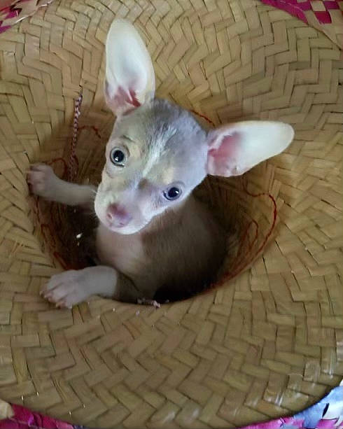 Jack joined the competition — help win amazing prizes! canidae, dog_breed, ear, fashion_accessory, fawn, flooring, fur, iris, mouse, paw, snout, tail, terrestrial_animal, whiskers, wood, working_animal