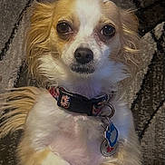 Cutiepie joined the competition — help win amazing prizes! dog, small_dog, pet, collar, tags, fur, white, tan, sitting, carpet, indoor, cute, animal, looking_at_camera, ears, paw, nose, eyes, fluffy, calm