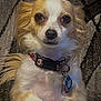 dog, small_dog, pet, collar, tags, fur, white, tan, sitting, carpet, indoor, cute, animal, looking_at_camera, ears, paw, nose, eyes, fluffy, calm