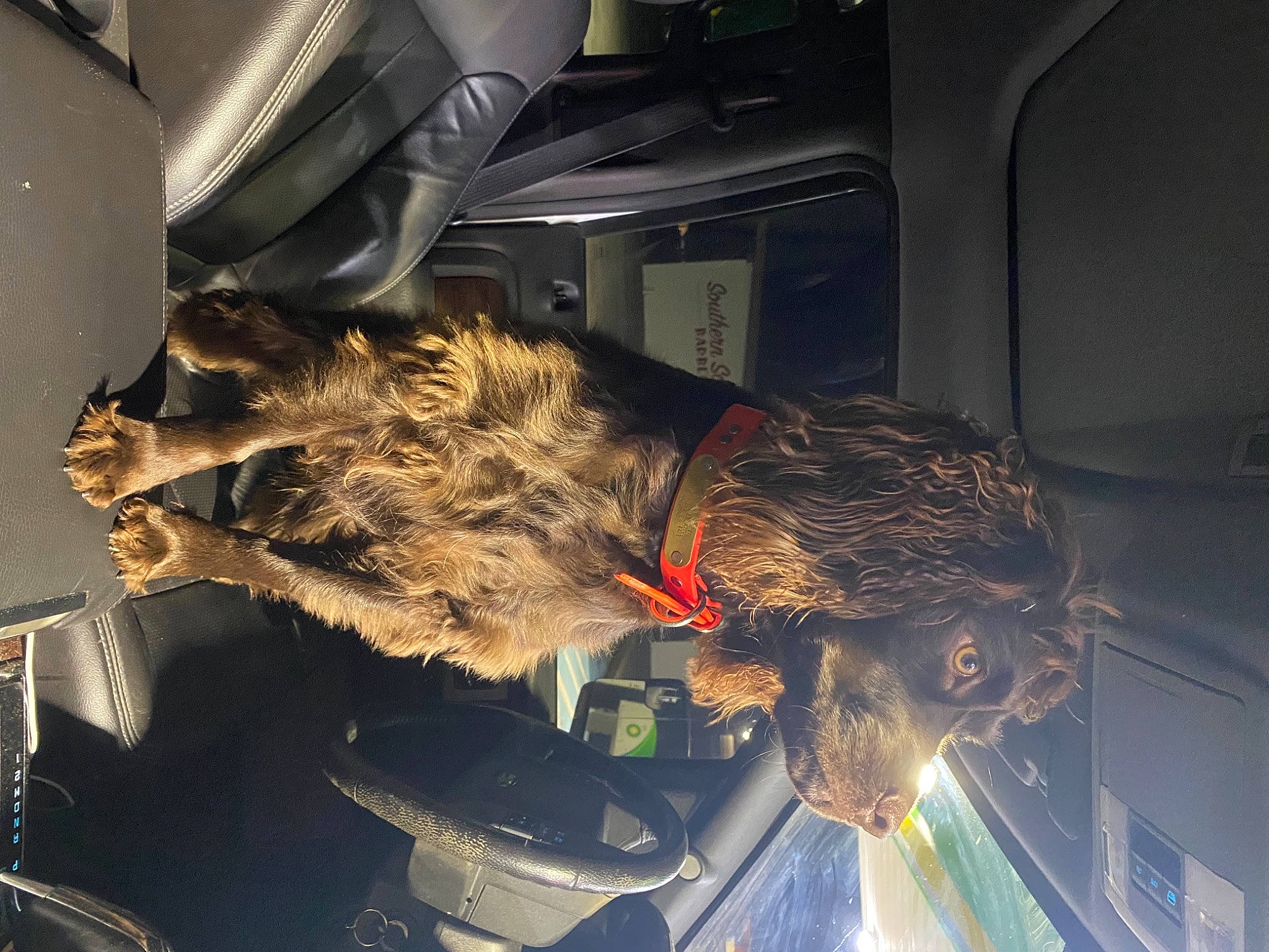 Draco is registered to the contest to win money with this photo: auto_part, automotive_design, automotive_exterior, automotive_lighting, automotive_tire, automotive_wheel_system, bumper, car, family_car, fur, luxury_vehicle, machine, motor_vehicle, service, space, tire, trunk, vehicle, vehicle_door, windshield