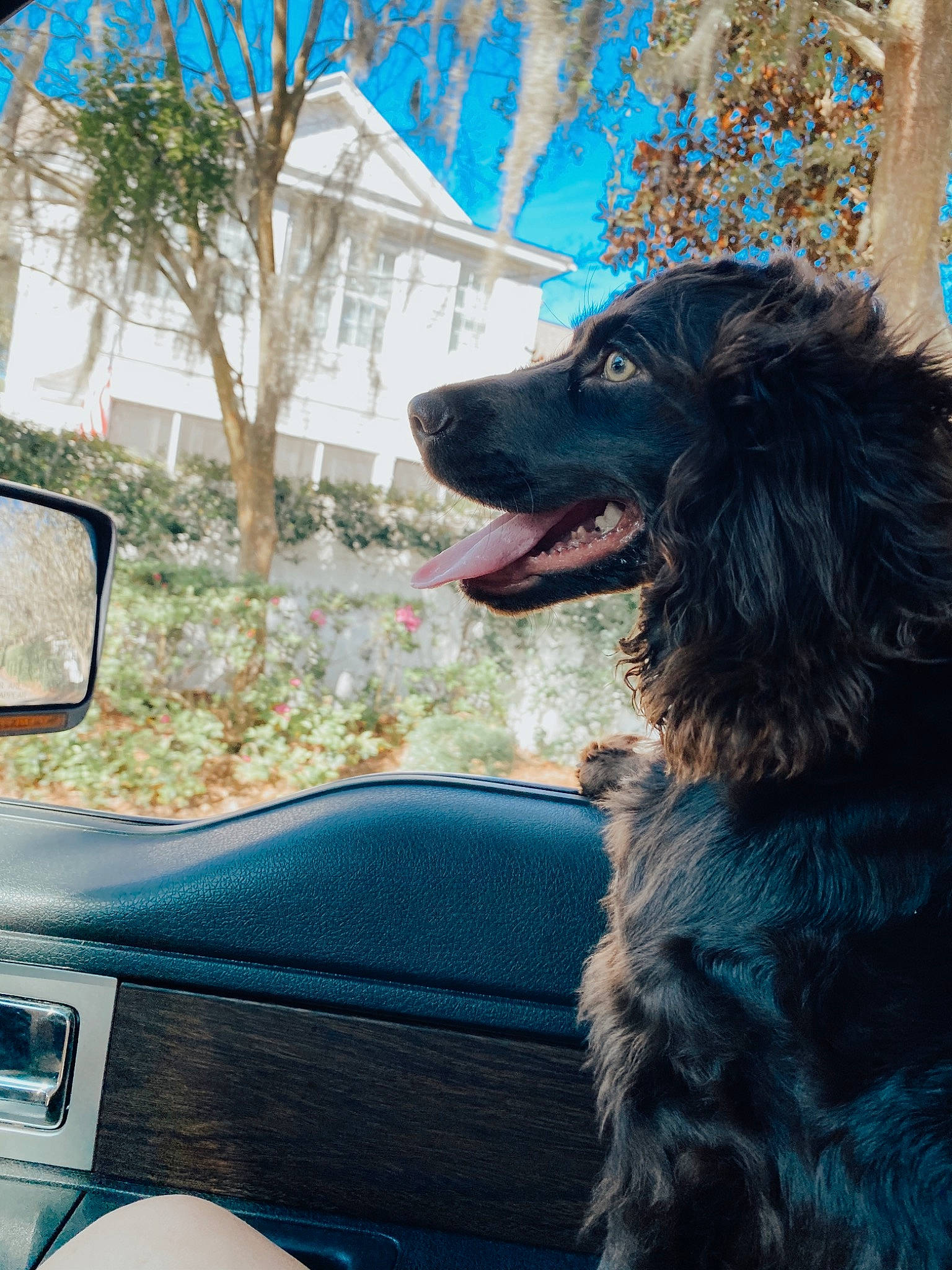 Draco joined the competition — help win amazing prizes! automotive_exterior, automotive_mirror, car, carnivore, companion_dog, dog, dog_breed, mammal, mirror, motor_vehicle, plant, rear_view_mirror, sky, snout, steering_wheel, tints_and_shades, tree, vehicle, vehicle_door, windshield