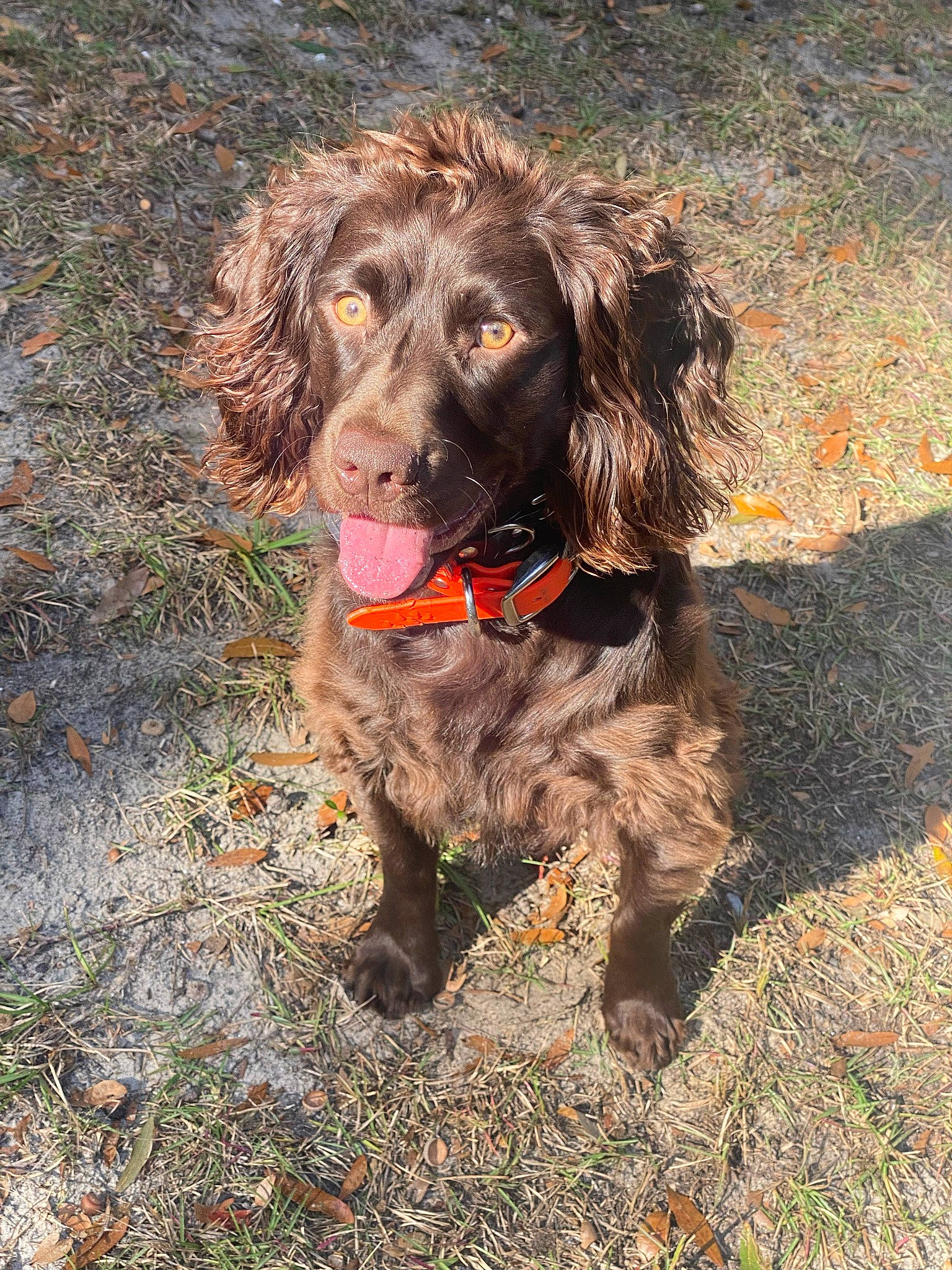 Draco is registered to the contest to win money with this photo: canidae, carnivore, companion_dog, dog, dog_breed, dog_collar, fur, gun_dog, hunting_dog, liver, poodle, snout, soil, spaniel, sporting_group, terrestrial_animal, water_dog, working_animal