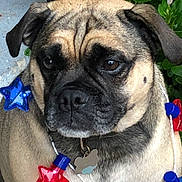 Grady joined the competition — help win amazing prizes! dog, close_up, brown_fur, black_face, blue_star, red_star, string_lights, flower, green_leaves, outdoor, pet, collar, tag, cute, portrait, animal, nature, decor, expression, sitting