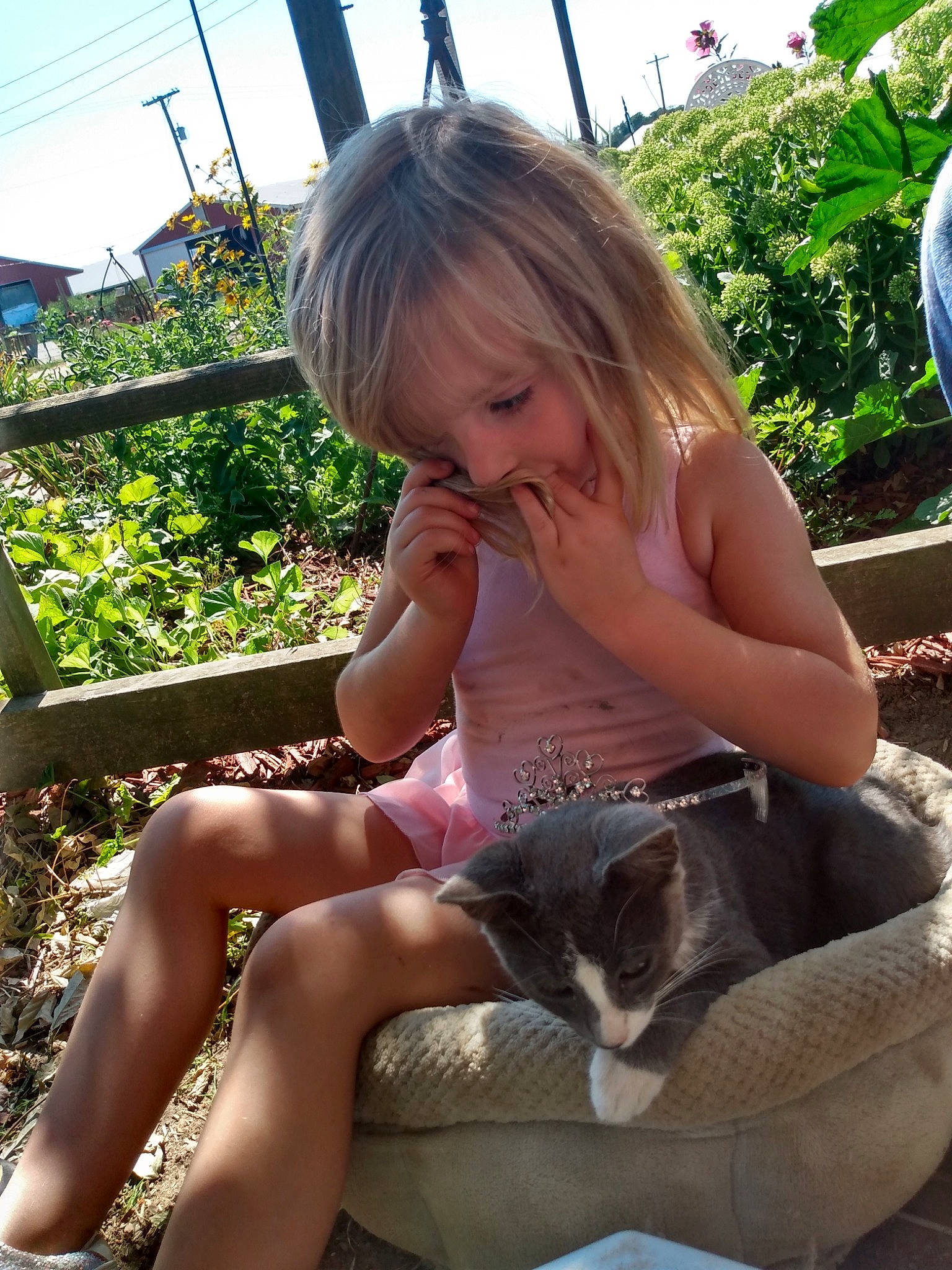 Princess Rose joined the competition — help win amazing prizes! carnivore, cat, child, fawn, felidae, grass, kitten, leg, leisure, play, small_to_medium_sized_cats, summer, vacation