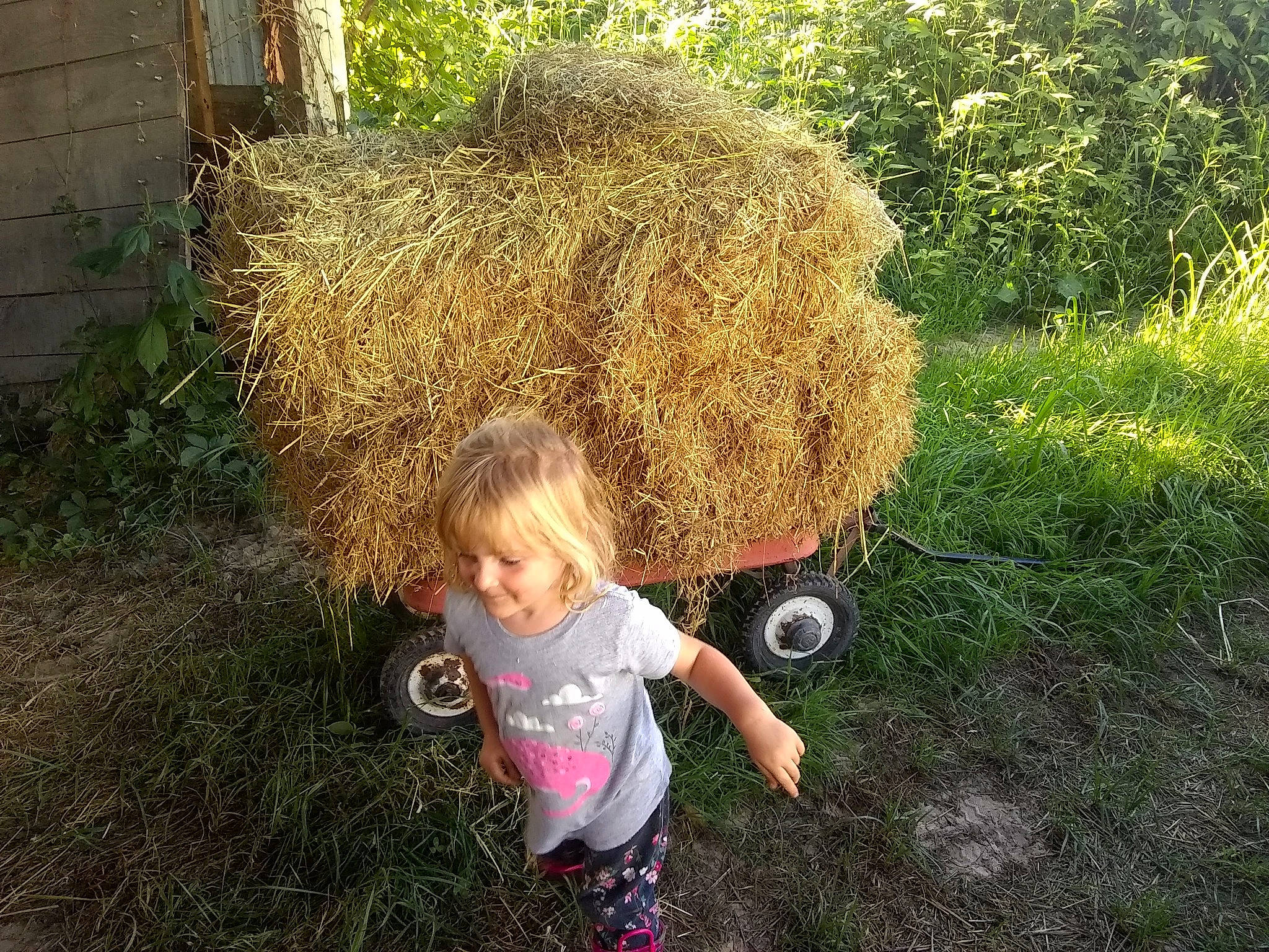 Naomi joined the competition — help win amazing prizes! child, grass, grass_family, hay, person, plant, shrub, straw, toddler