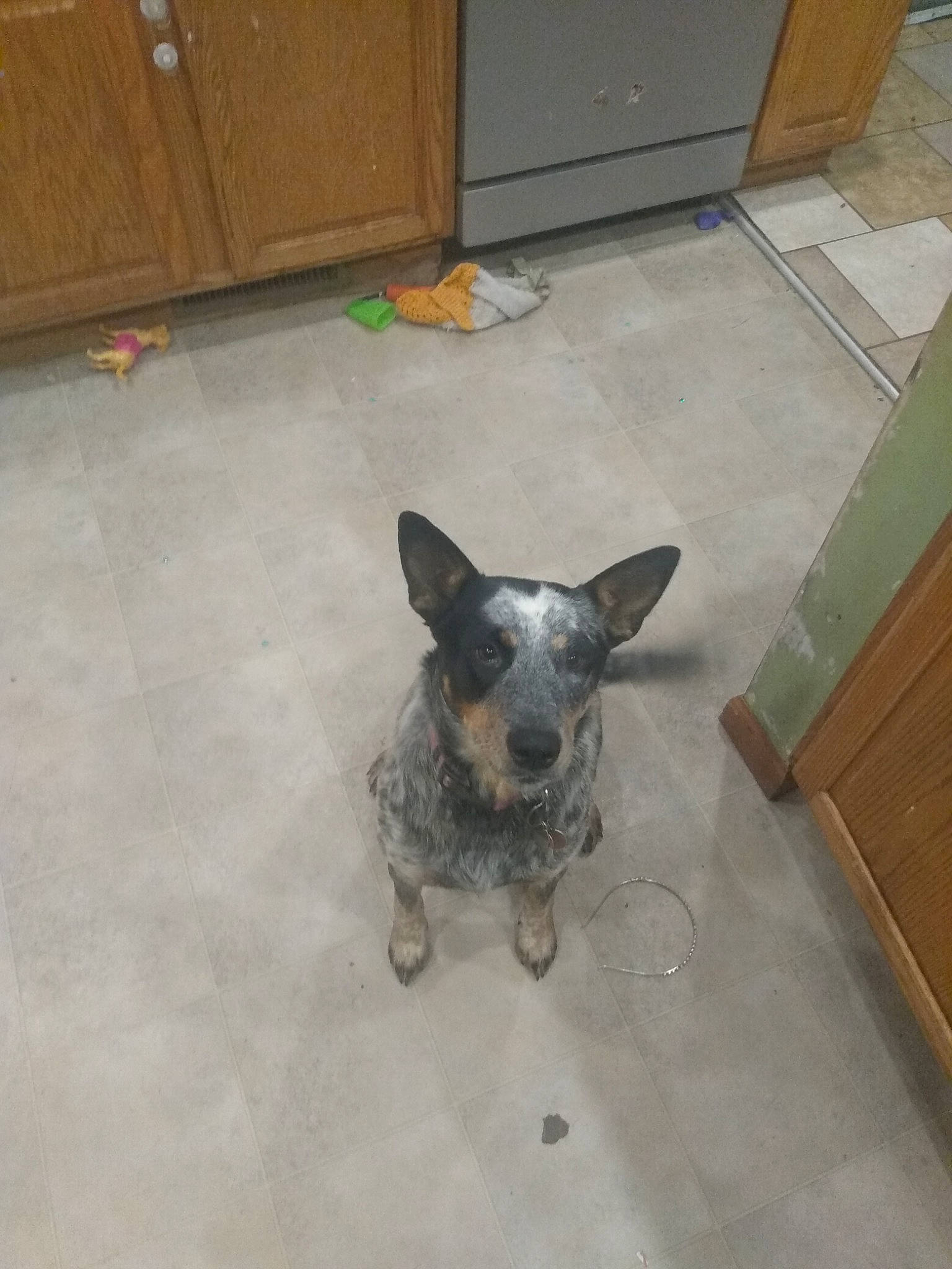 Rosie is registered to the contest to win money with this photo: australian_cattle_dog, australian_stumpy_tail_cattle_dog, canidae, carnivore, dog, dog_breed, floor, flooring, herding_dog, koolie, mammal, snout, teddy_roosevelt_terrier, texas_heeler, tile, vertebrate, working_dog