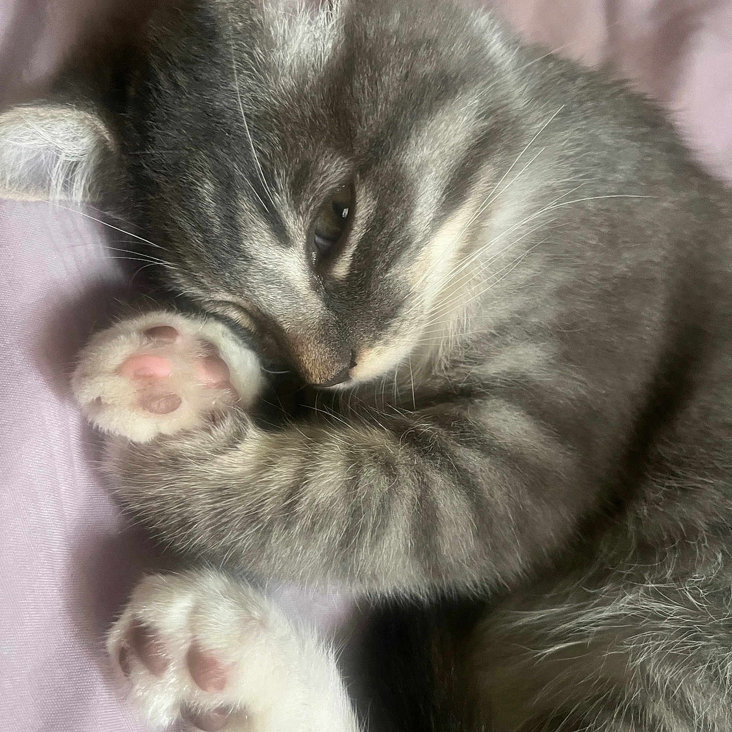 Fresita Conchita is registered to the contest to win money with this photo: abyssinian, animal, bodypart, cat, kitten, manx, mouth, person, pet, siamese, sleeping