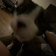 Luna joined the competition — help win amazing prizes! cat, indoor, blurry, close_up, furniture, chair, floor, animal, pet, whiskers, ears, light, shadow, wood_floor, blur, domestic, mammal, face, tabby, house