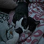 Luna is registered to the contest to win money with this photo: cat, sleeping, blanket, cozy, indoor, pet, fur, resting, soft, comfort, domestic_animal, animal, cute, black_and_white, paws, tail, relaxation, warm, fleece, home