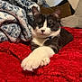 Luna is registered to the contest to win money with this photo: cat, pet, indoor, blanket, red, white_paw, gray_fur, relaxed, feline, collar, cozy, bedroom, soft_texture, stretching, animal, cute, resting, closeup, comfortable, domestic