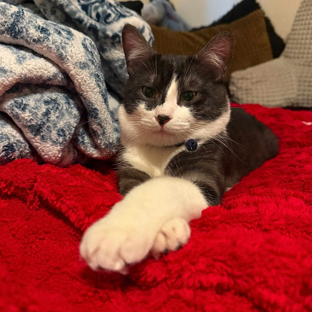 Luna is registered to the contest to win money with this photo: animal, bedroom, blanket, cat, closeup, collar, comfortable, cozy, cute, domestic, feline, gray_fur, indoor, pet, red, relaxed, resting, soft_texture, stretching, white_paw