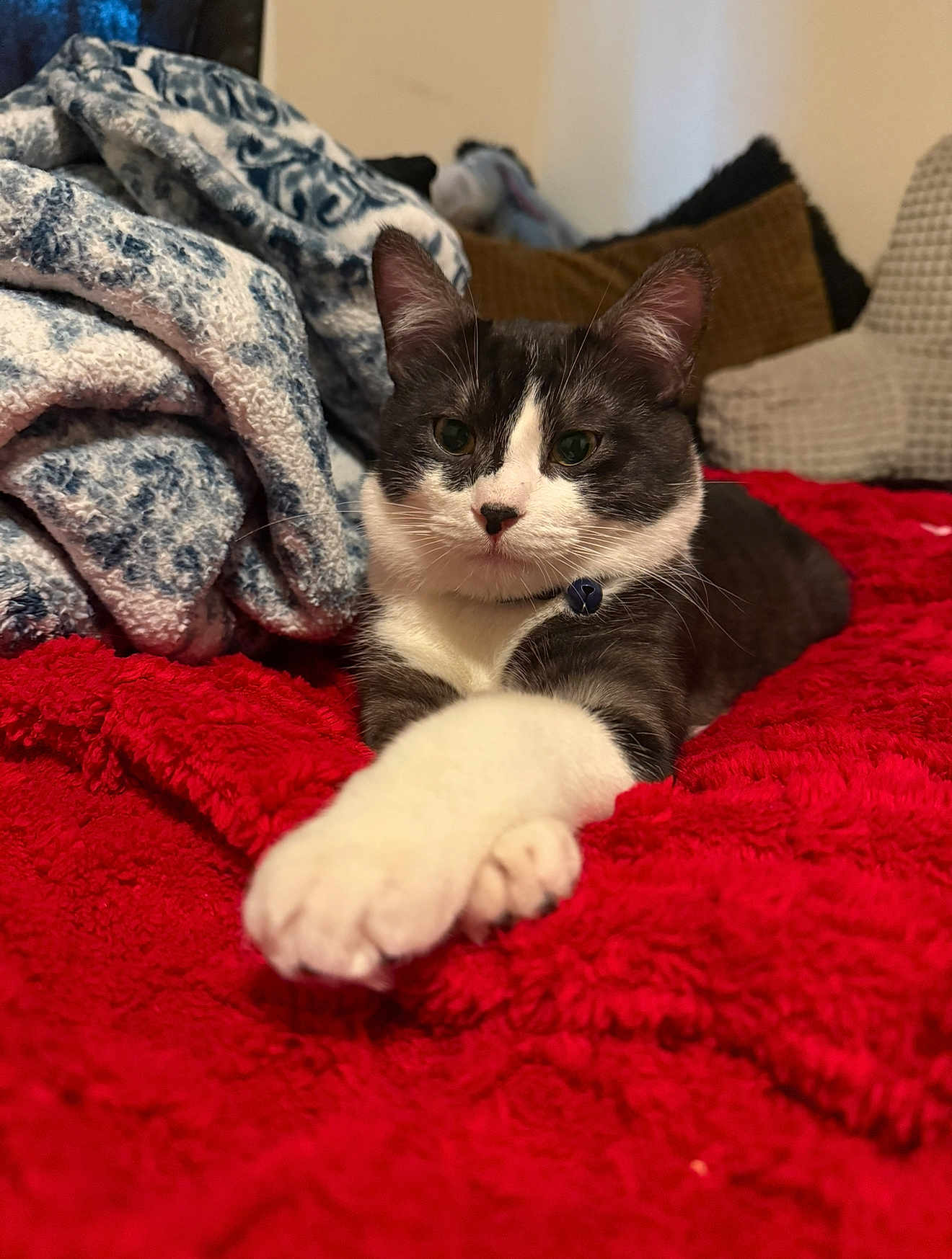 Luna is registered to the contest to win money with this photo: cat, pet, indoor, blanket, red, white_paw, gray_fur, relaxed, feline, collar, cozy, bedroom, soft_texture, stretching, animal, cute, resting, closeup, comfortable, domestic