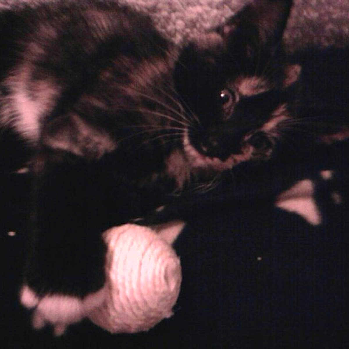 Minnie